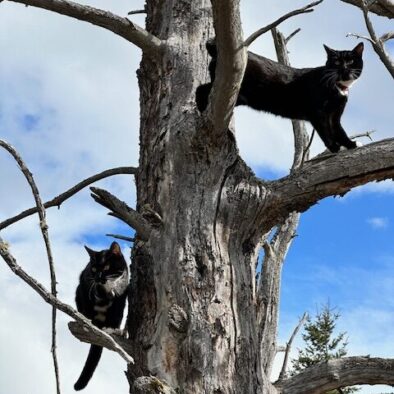 Bluestone Acres Cats : Raven and Fenrir