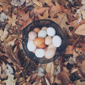 Farm Fresh Eggs - Bluestone Acres