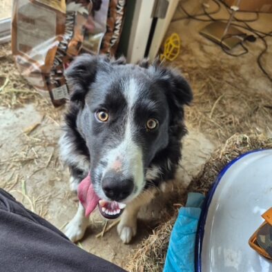 Bluestone Acres Farm